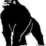 gorilla-ms