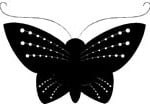 moth