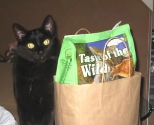 Herding Cats 1 Annie, Our Cat