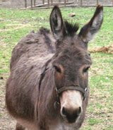 Donkey