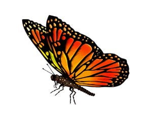 Leadership Breakthroughs Archives - List Format 169 Butterfly