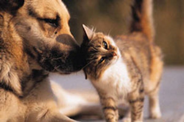 Dog & Cat