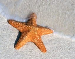 Starfish