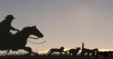 Herding Cats - Creative Commons