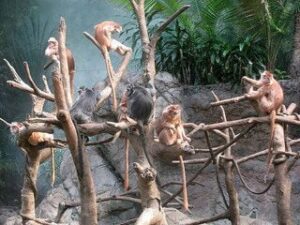 Leadership Breakthroughs Archives - List Format 167 Monkeys in Tree