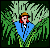 Jungle