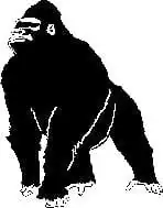 gorilla ms