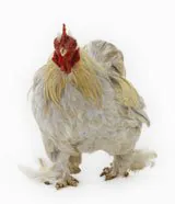 chicken