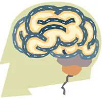 brain