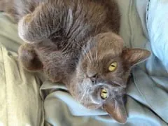 indifferent cat