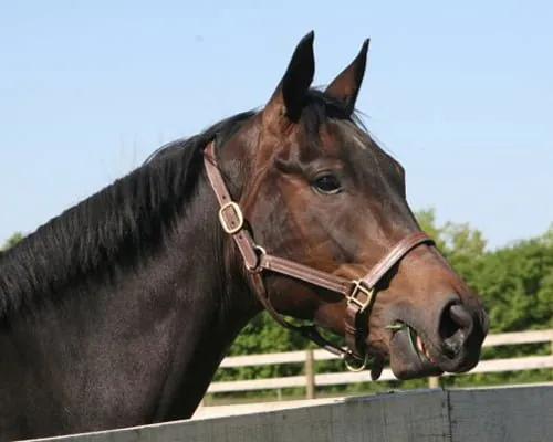 Race Horse