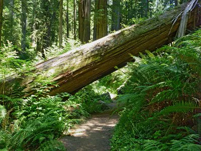 Fallen Tree