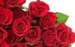roses