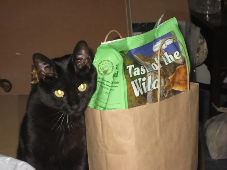 Leading Innovation: The Role of Creativity 2 Hungry Cat