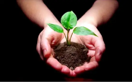Gaining More Appreciation 2 Seedling