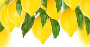 Lemons-cc