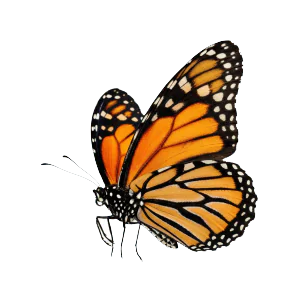 Butterfly in flight