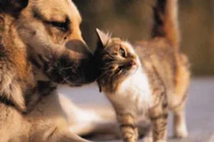 Dog & Cat