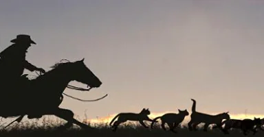 Herding Cats - Creative Commons